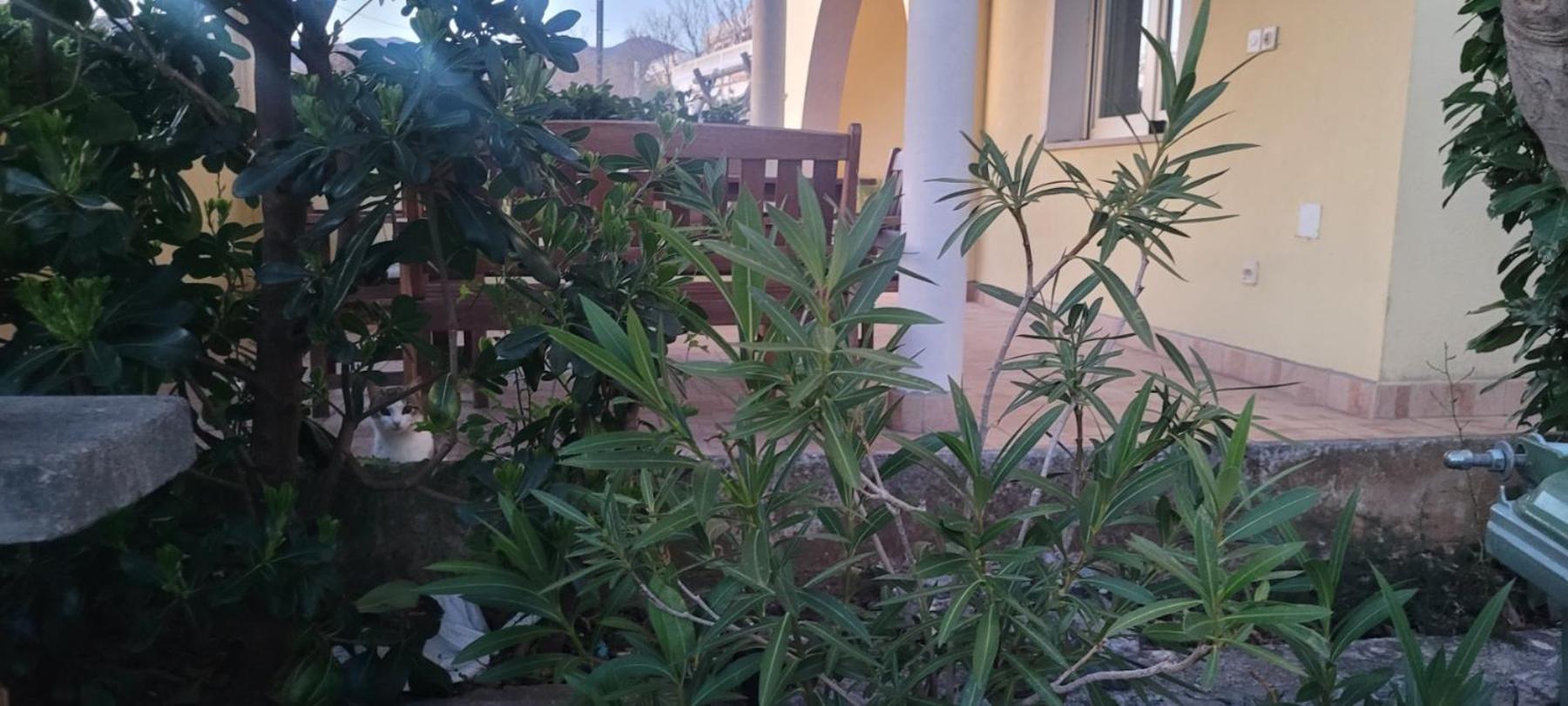 Apartmani Sanja Klenovica Exterior foto